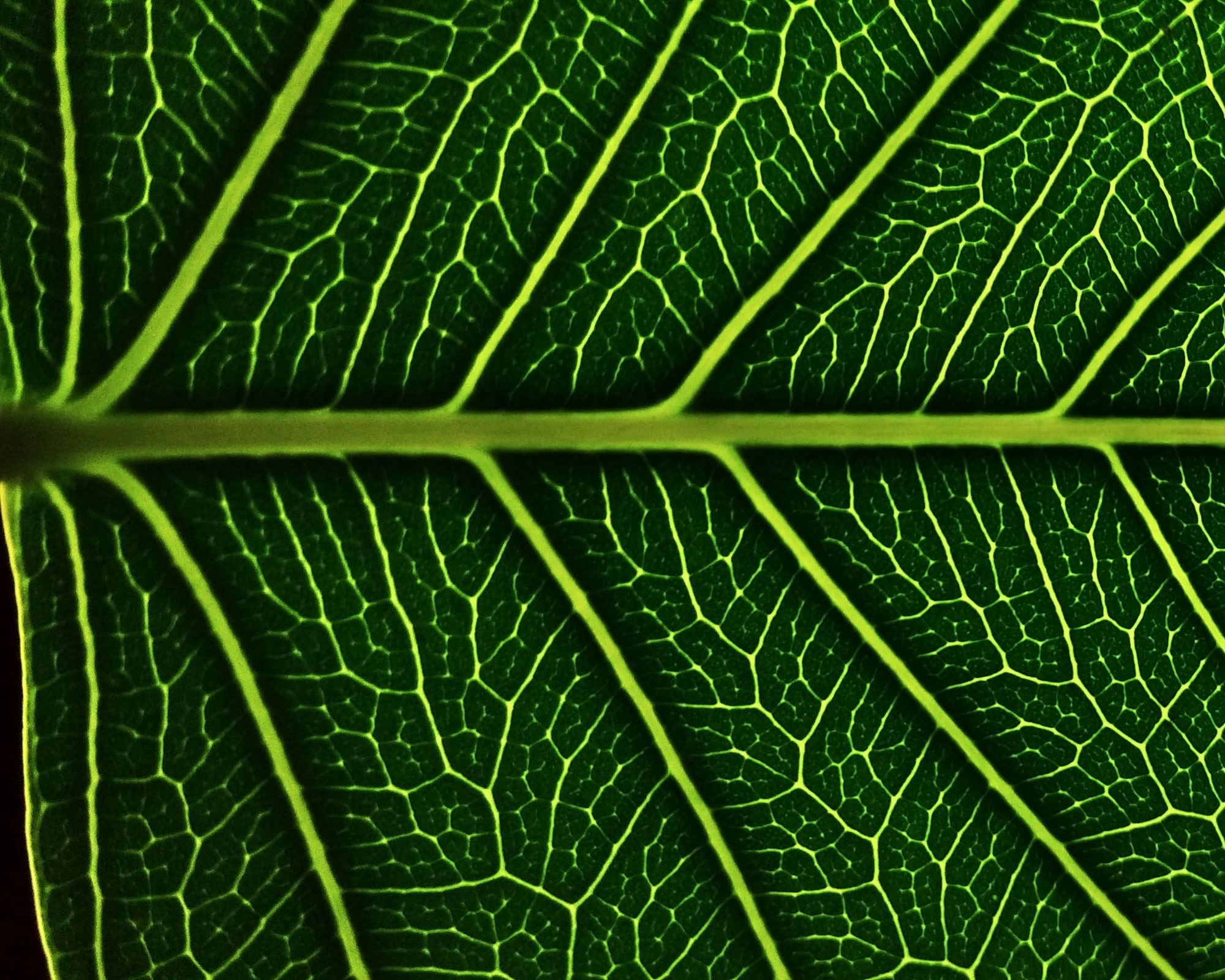 Fractal leaf